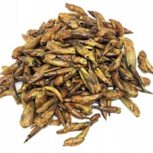 MUGURI DE PLOP NEGRU USCĂȚI ÎNTREGI 1 KG – 100% NATURAL – SUSȚINERE PENTRU RESPIRAȚIE ȘI IMUNITATE