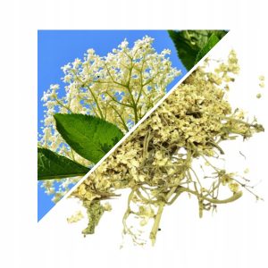 FLORI DE SOC NEZDROBITE (SAMBUCUS NIGRA) – 500 G, 100% NATURAL – IMUNITATE, DETOXIFIERE ȘI RESPIRAȚIE SĂNĂTOASĂ