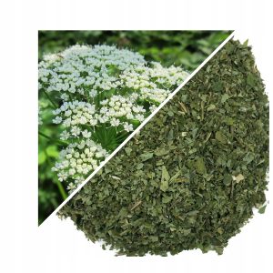 PODAGRĂ (PLANTA MEDICINALĂ) 200 G – 100% NATURALĂ – SUSȚINERE PENTRU ARTICULAȚII ȘI DETOXIFIERE