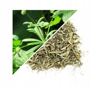 PRIETENĂ (PLANTĂ MEDICINALĂ) 50 G – 100% NATURALĂ – SUSȚINERE PENTRU DIGESTIE ȘI ECHILIBRU GENERAL