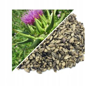 ARMURARIU (SEMINȚE MĂCINATE) 200 G – 100% NATURAL – SUSȚINERE PENTRU FICAT ȘI DETOXIFIERE