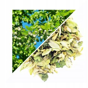 CONURI DE HAMEI TĂIATE 500 G – 100% NATURAL – RELAXARE ȘI SUSȚINERE PENTRU SOMN LINIȘTIT