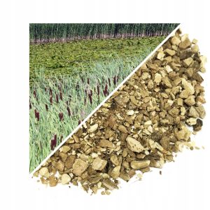 CALAMUS (RĂDĂCINĂ USCATĂ) – 1 KG, 100% NATURALĂ – SUSȚINERE PENTRU DIGESTIE ȘI ECHILIBRU GENERAL