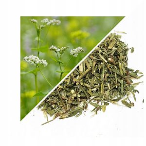 PLANTA DE RDEST (RDEST PĂSĂRESC) 1 KG – 100% NATURALĂ – SUSȚINERE PENTRU RINICHI ȘI CIRCULAȚIE