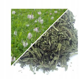 PĂTLAGINĂ (FRUNZĂ TĂIATĂ) 1 KG – 100% NATURALĂ – SUSȚINERE PENTRU RESPIRAȚIE ȘI IMUNITATE