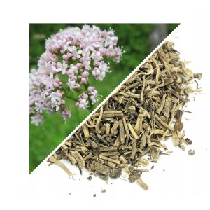 RĂDĂCINĂ DE VALERIANĂ (VALERIANA OFFICINALIS) – 500 G, 100% NATURALĂ – EFECT CALMANT ȘI SUSȚINEREA SOMNULUI NATURAL