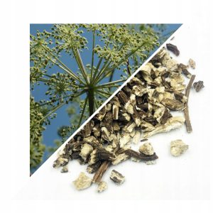 RĂDACINĂ DE ANGELICĂ (ANGELICA ARCHANGELICA) – 50 G, 100% NATURALĂ – SPRIJIN PENTRU DIGESTIE ȘI VITALITATE