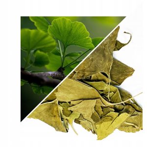GINKGO BILOBA (FRUNZĂ) 1 KG – 100% NATURALĂ – SUSȚINERE PENTRU CIRCULAȚIE ȘI MEMORIE