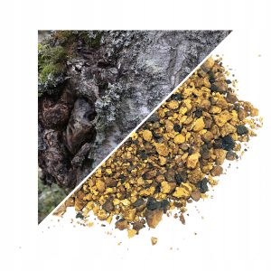 CIUPERCĂ CHAGA (CZAGA) 1 KG – 100% NATURALĂ – SUSȚINERE PENTRU IMUNITATE ȘI VITALITATE