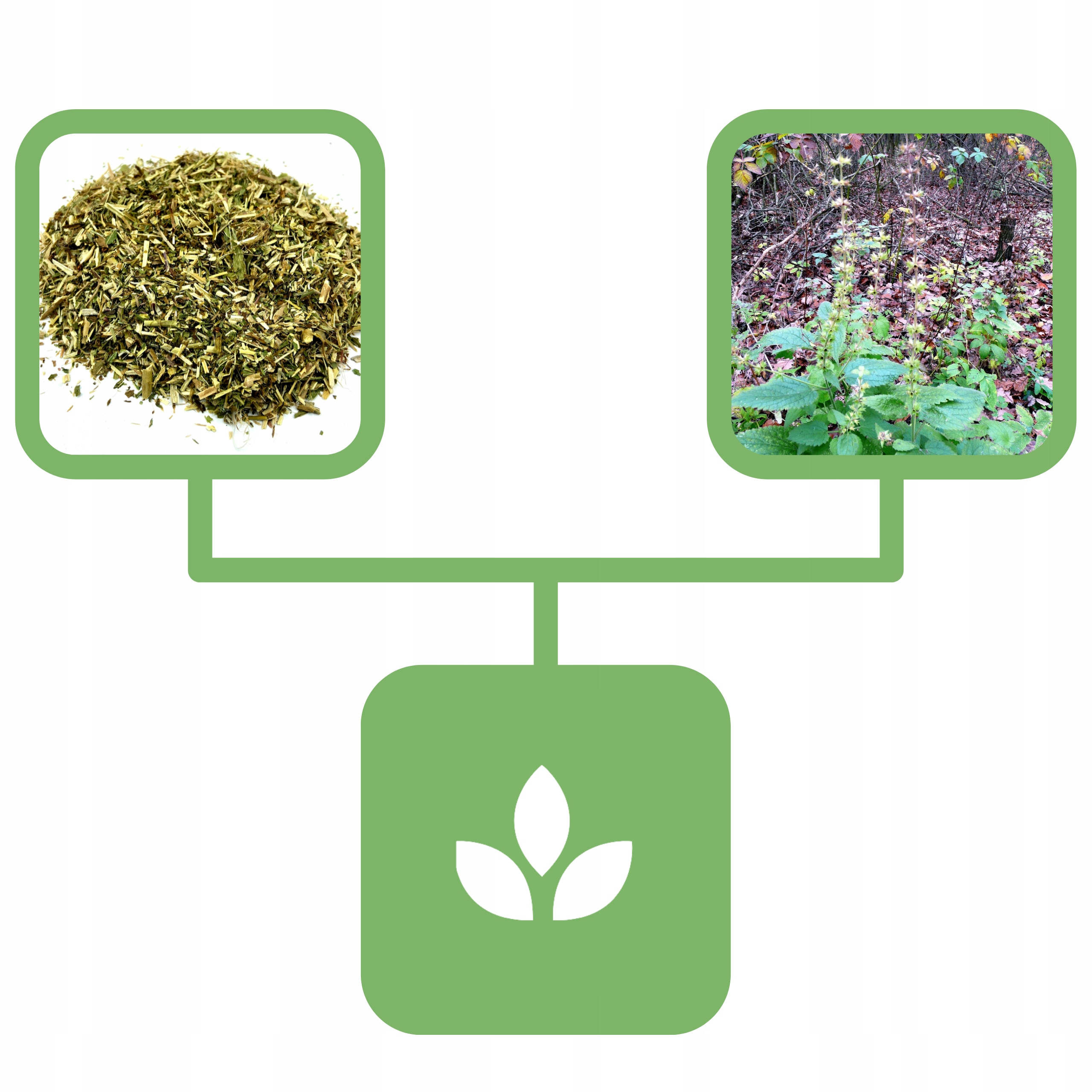 d5d13cac8f30f36508d5e71289a2b207.jpg dcc967532ed9b4a08eae60405ffb094d